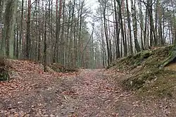 Będzelin forest