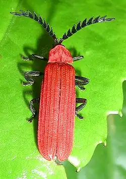 A lycid from India