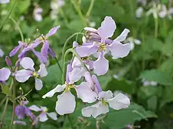 Flowers can be much paler