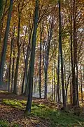 Autumn in the nature park