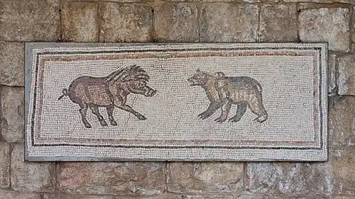 Wild boar and bear