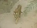 Bengal tiger