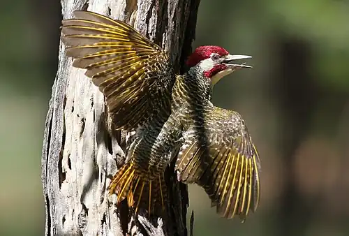 Yellow remige and rectrice shafts in C. bennettii (male)