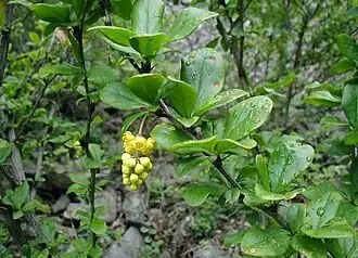 Leaves