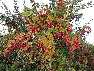 Fruit
