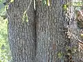 Bark