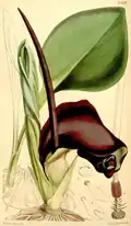 B. pyrami