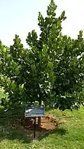 Clusia rosea tree in the park.