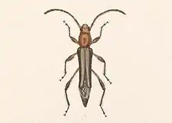 Ommata monostigma.