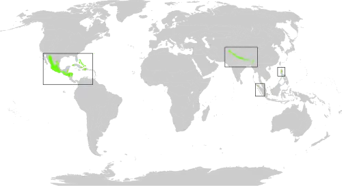 coniferous forest regions