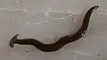 Bipalium