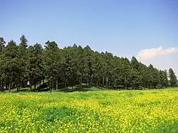 Biwazuka Kofun