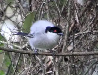Displaying male, D. cubla, with raised back and rump feathers