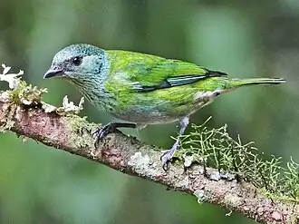 female