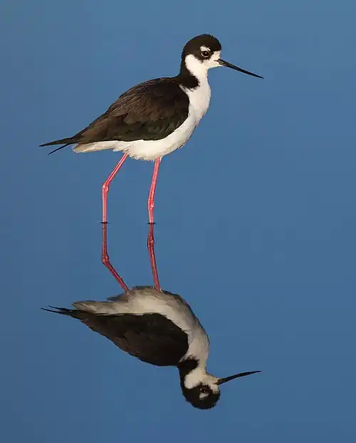 Viuda (Himantopus mexicanus)