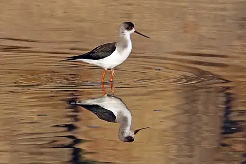 Adult
