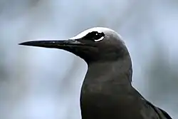 Black noddy head