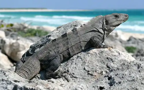A basking female on the island of Cozumel in Quintana Roo, Mexico