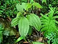 Blastus cochinchinensis