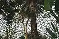 Jungle environment within the dome
