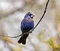 Molting adult male