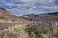 Bluebonnets in Big Bend National Park