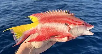 With fins extended