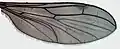 Wing.