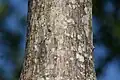 Mature bark