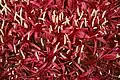 Densely-packed flowers: contrast of deep pink flowers and white anthers