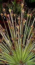 Detail of elongated pedicels and 3-angled seed capsules