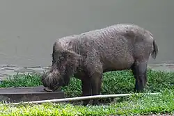 Hairy-faced gray suine