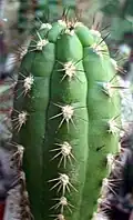 spines