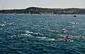 Pack of swimmers at the 2016 Swim.