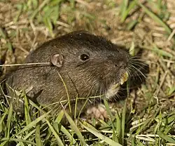 Brown gopher head