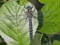 Brachytron pratense