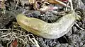 Slug under minibeast trapdoor, Arion fasciatus.