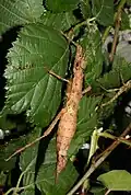 Female