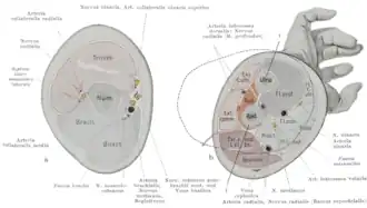 Cross-section through the middle of upper arm (left), and middle of the forearm (right)
