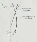 Splenius and Semispinalis