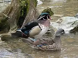 A breeding pair
