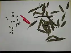 Pods and seeds