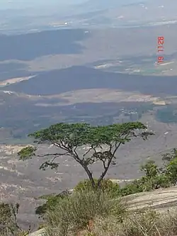 Bitury Forest