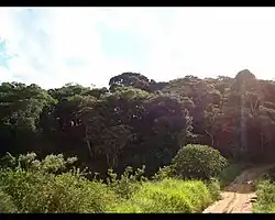 Bitury Forest
