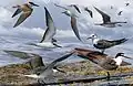 ID composite