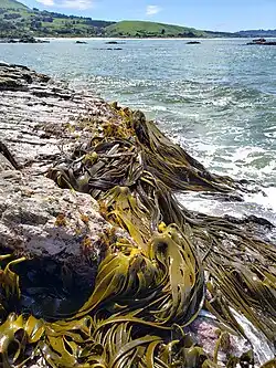 Southern bull kelps (Durvillaea) in Otago, New Zealand