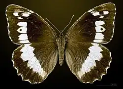 Female