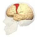 Lateral view.