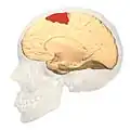 Medial view.