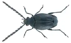 Bruchidius nudus